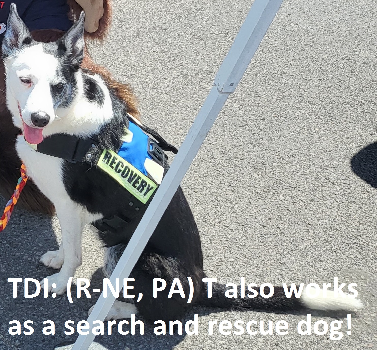 Therapy Dogs International