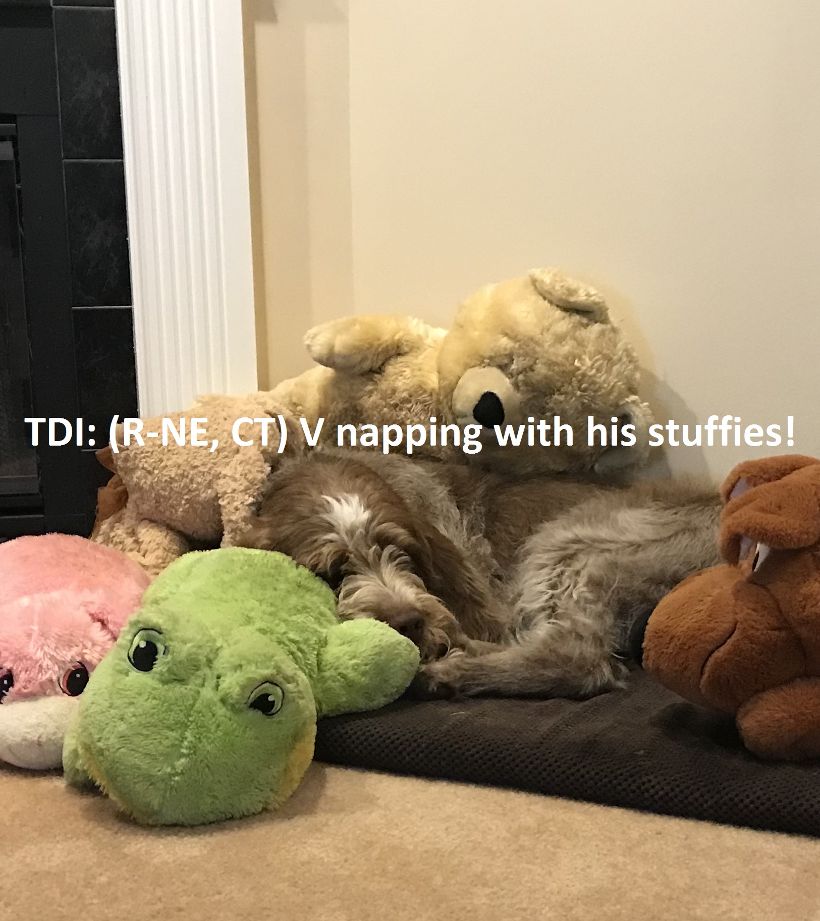 Therapy Dogs International