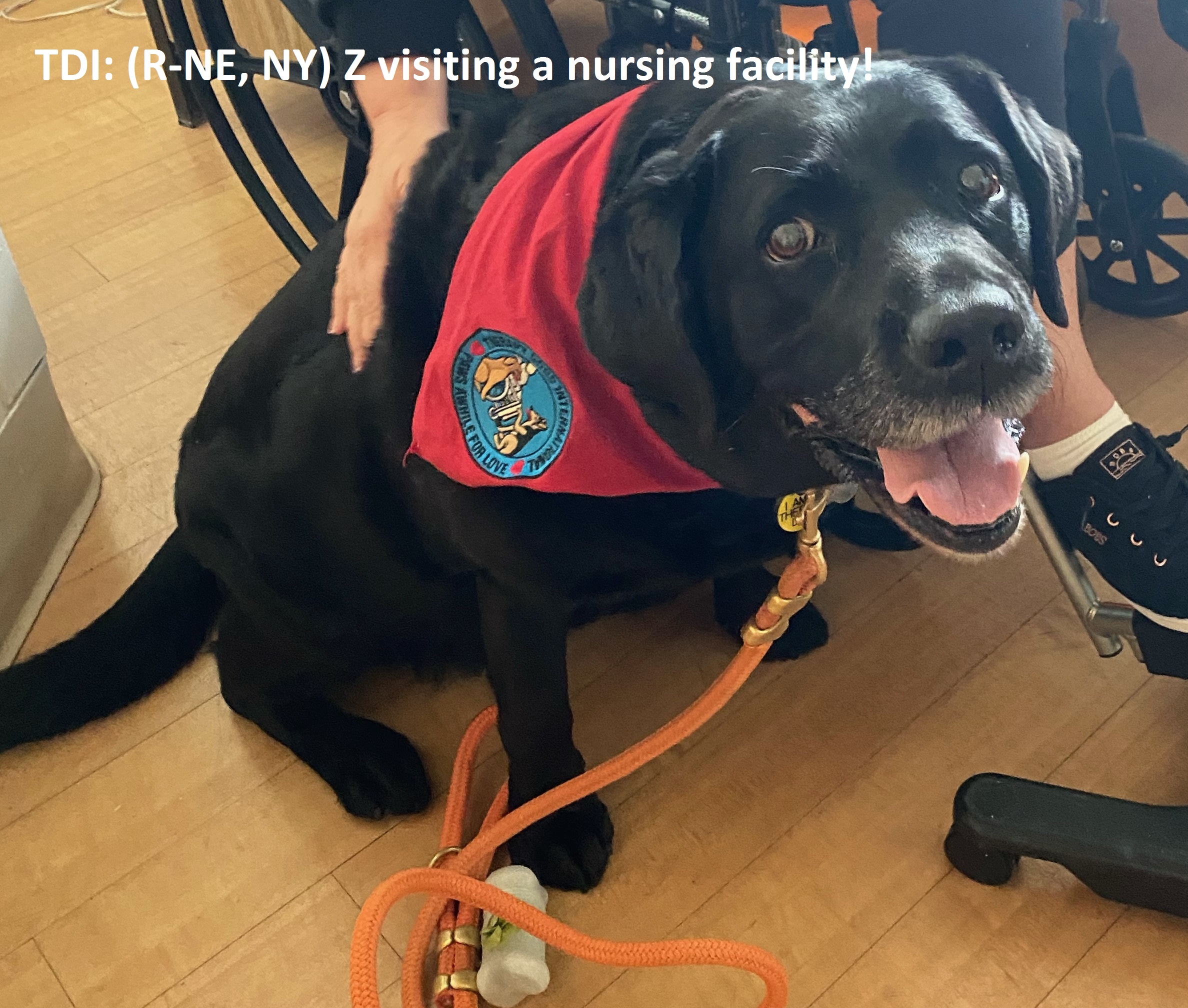 Do Service Dogs Have To Wear A Vest Uk