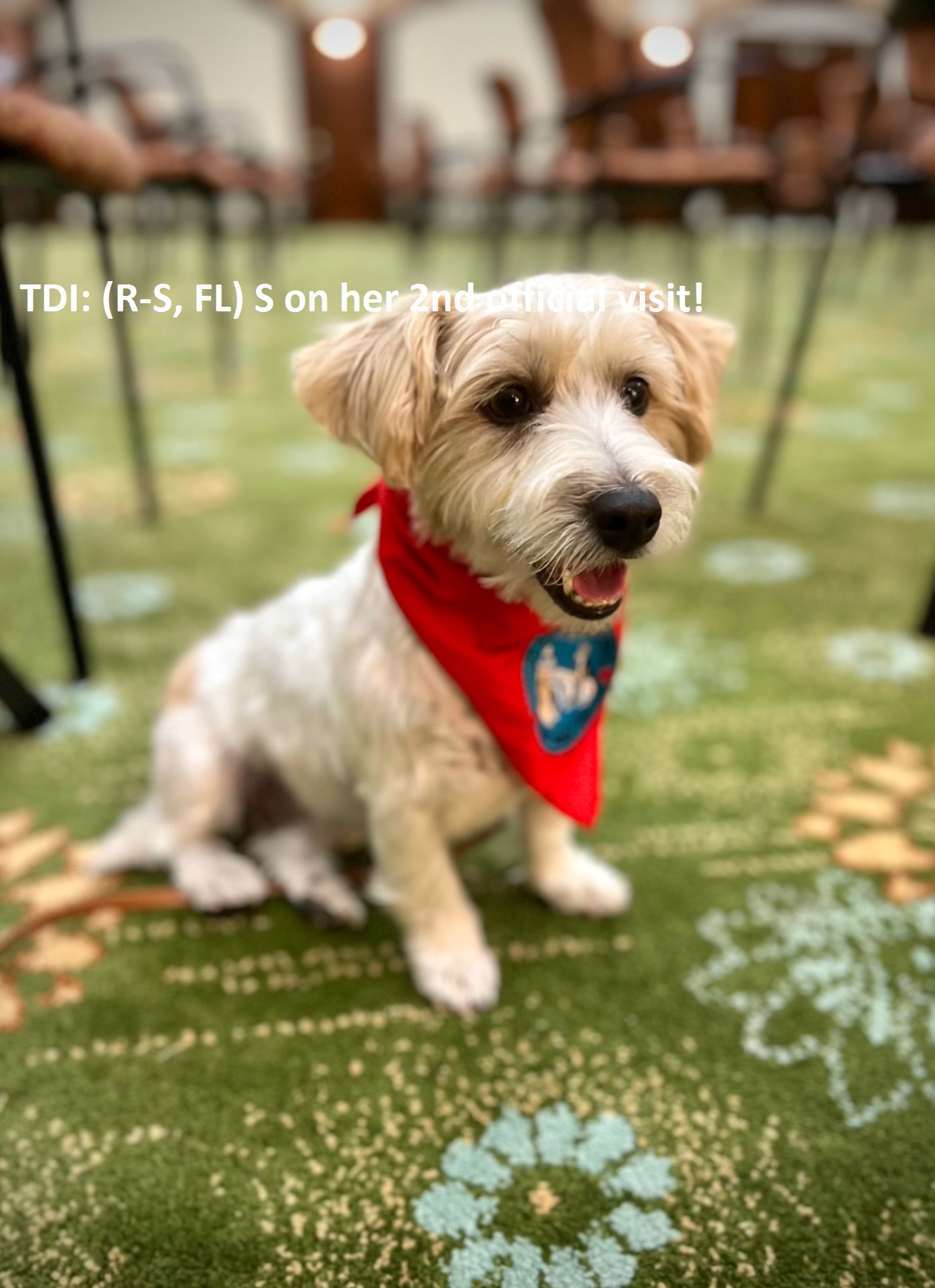 Are Dogs Allowed In Hospital Grounds