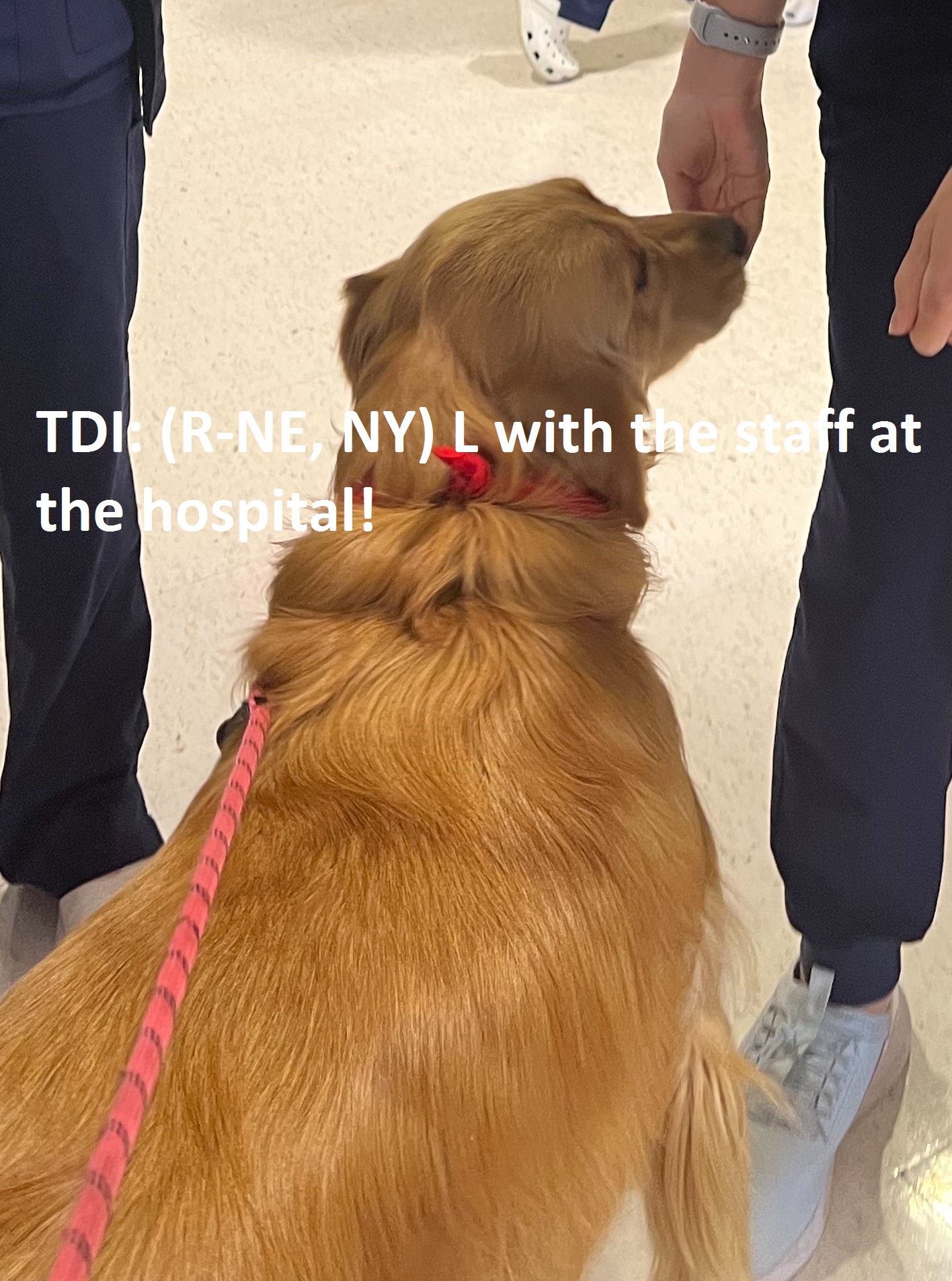 Are Dogs Allowed In Hospital Grounds