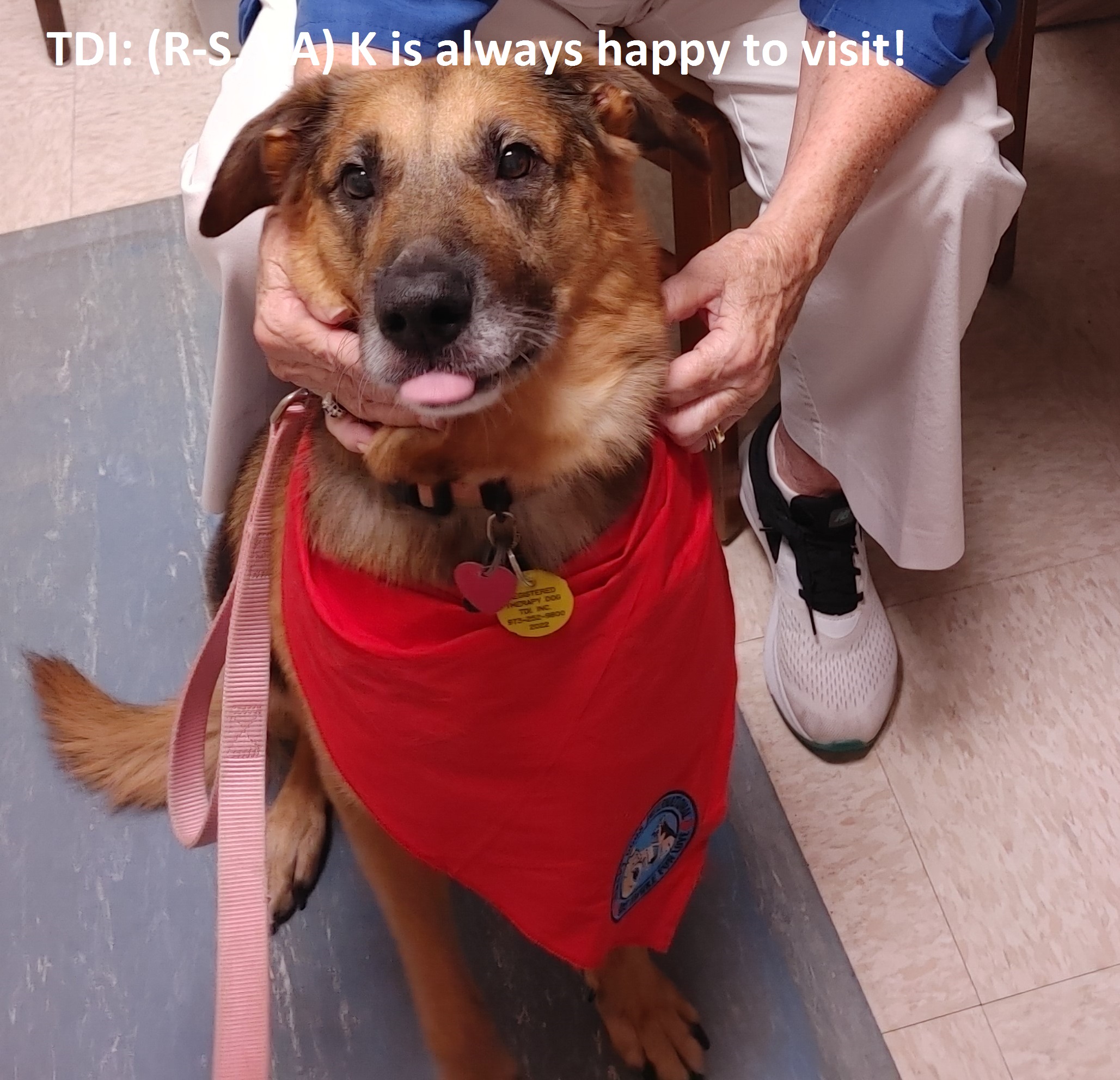 Do Therapy Dogs Need Insurance