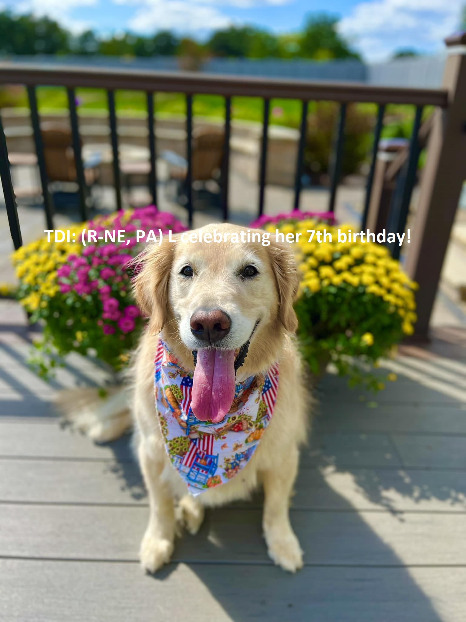 Are Dogs Allowed In Hospital Grounds