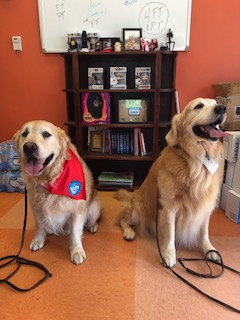 therapy dogs for adoption near me